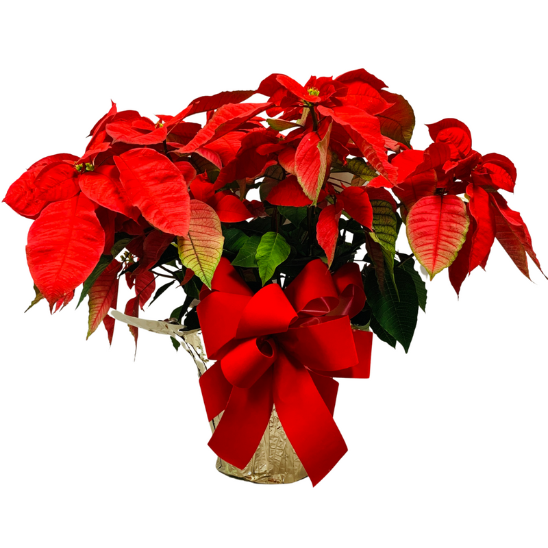 Classic Poinsettia